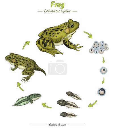 Illustration for Frog life cycle involves several interesting stages template. Can be used for topics like biology, zoology, poster. - Royalty Free Image