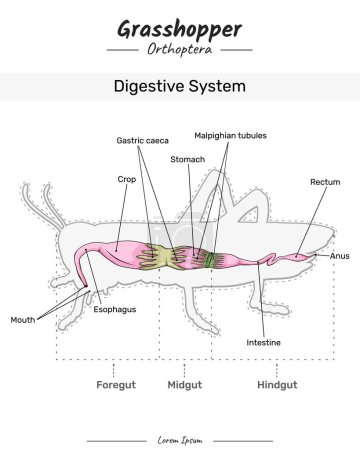 Photo for Grasshopper anatomy. diagram showing the Digestive system of a Grasshopper. for educational content, teaching, presentation. with a simple design - Royalty Free Image