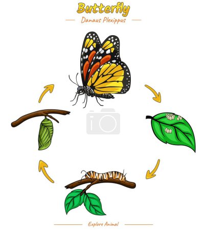 Illustration for Butterfly life Cycle Infographic template. Diagram showing different phases and development stages including newborn cub adolescent and adult Butterfly for biology science education - Royalty Free Image