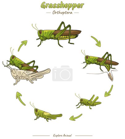 Grasshopper life Cycle Infographic template. Diagram showing different phases and development stages including newborn cub adolescent and adult Grasshopper for biology science education