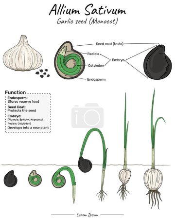 Illustration for Garlic allium sativum monocotyledon structure, function and development. Fruit education study. Can be used for topics like biology or education poster. - Royalty Free Image