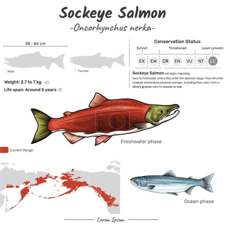 Illustration for Oncorhynchus Nerka Sockeye Salmon geographic range. Can be used for topics like biology, zoology. - Royalty Free Image