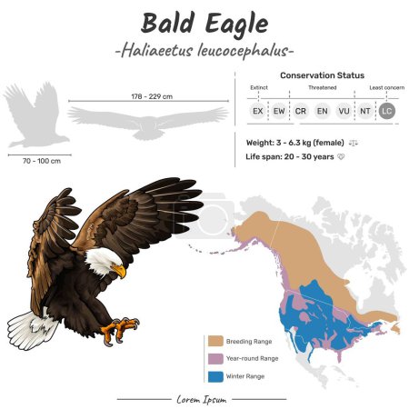 Illustration for Haliaeetus leucocephalus Bald Eagle geographic range. Can be used for topics like biology, zoology. - Royalty Free Image