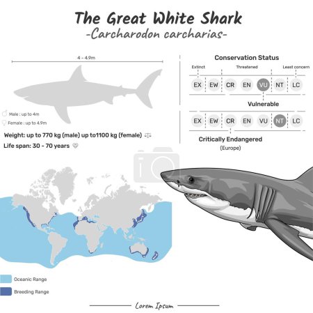 Carcharodon carcharias el gran tiburón blanco. Se puede utilizar para temas como biología, zoología. 