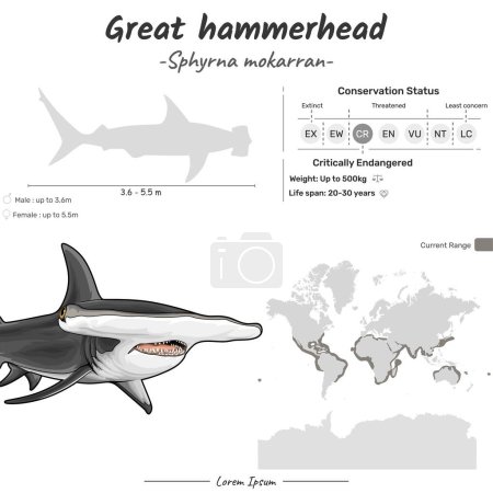 Sphyrna mokarran Große Hammerhai geographische Verbreitung. Einsetzbar für Themen wie Biologie, Zoologie. 