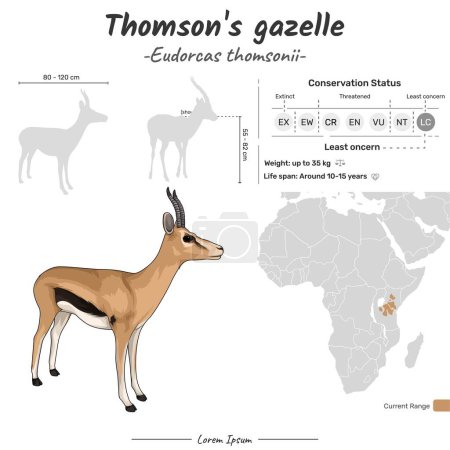 Téléchargez les illustrations : Eudorcas thomsonii Thomsons gazelle aire de répartition géographique. Peut être utilisé pour des sujets tels que la biologie, la zoologie. - en licence libre de droit