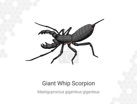 Giant Whip Scorpion. Vector illustration. Isolated on white background. Mastigoproctus giganteus giganteus illustration.