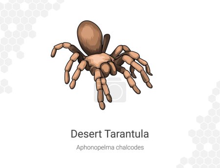 Photo for Tarantula spider. Vector illustration. Isolated on white background. Aphonopelma chalcodes illustration. - Royalty Free Image
