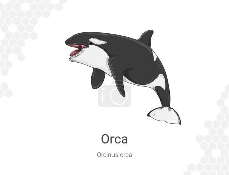 Ilustración vectorial de una ballena asesina. Aislado sobre fondo blanco. Orca - Orcinus orca ilustración decoración mural