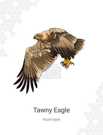 Águila Tawny. Ilustración vectorial del águila. Pájaro de presa. Aquila rapax ilustración.