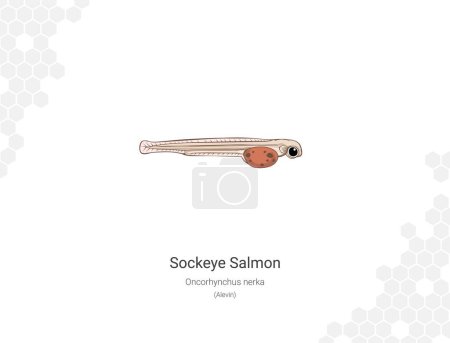 Sockeye salmon (Alevin). Illustration of a salmon on a white background. Oncorhynchus nerka Vector illustration. Suitable for graphic and packaging design, educational examples, web, etc.