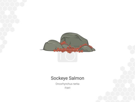 Illustration for Sockeye salmon (Egg). Illustration of a salmon on a white background. Oncorhynchus nerka Vector illustration. Suitable for graphic and packaging design, educational examples, web, etc. - Royalty Free Image
