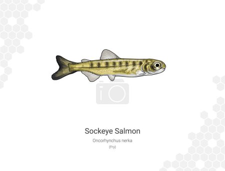 Sockeye salmon (Fry). Illustration of a salmon on a white background. Oncorhynchus nerka Vector illustration. Suitable for graphic and packaging design, educational examples, web, etc.