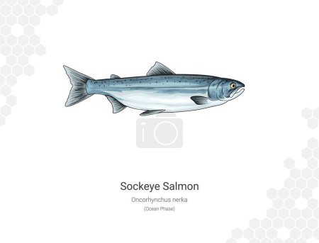 Sockeye salmon (Ocean Phase). Illustration of a salmon on a white background. Oncorhynchus nerka Vector illustration. Suitable for graphic and packaging design, educational examples, web, etc.