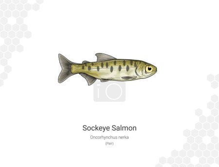 Illustration for Sockeye salmon (Parr). Illustration of a salmon on a white background. Oncorhynchus nerka Vector illustration. Suitable for graphic and packaging design, educational examples, web, etc. - Royalty Free Image