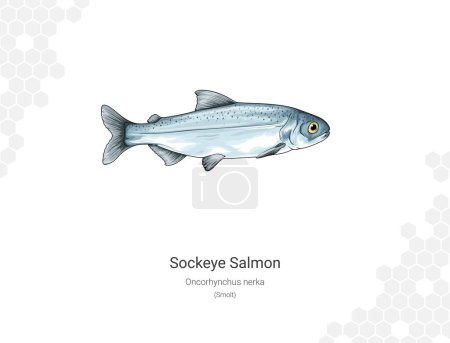 Sockeye salmon (Smolt). Illustration of a salmon on a white background. Oncorhynchus nerka Vector illustration. Suitable for graphic and packaging design, educational examples, web, etc.
