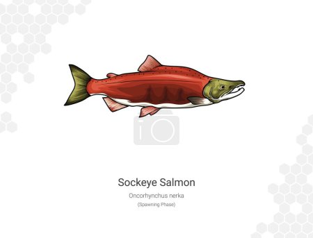 Salmón Sockeye. Ilustración de un salmón sobre un fondo blanco. Oncorhynchus nerka ilustración vectorial. Adecuado para diseño gráfico y de embalaje, ejemplos educativos, web, etc..