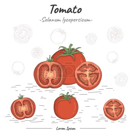 Illustration for Tomato illustration with line art. Set of Tomato. Hand drawn Tomato. Vector illustration on a white background. Decorative image of Tomato fruit - Royalty Free Image