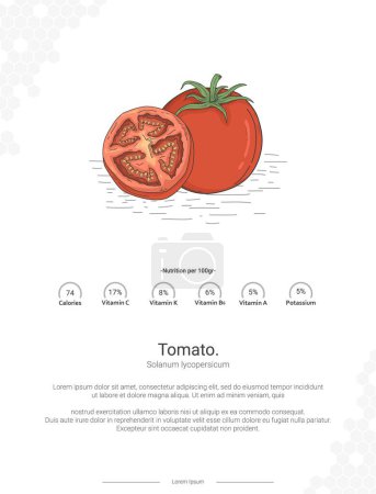 Illustration for Tomato illustration. Ready to print, easy to edit, vector file, ready to use. Tomato - Solanum lycopersicum illustration with nutrition wall decor Ideas. - Royalty Free Image