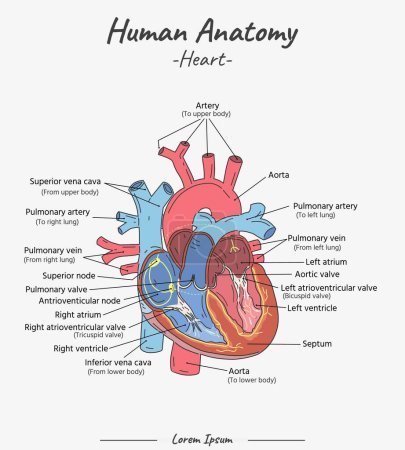 Hand drawn illustration of human heart anatomy. Educational diagram showing blood flow with main parts labeled. Human Anatomy - Heart vector illustration with text