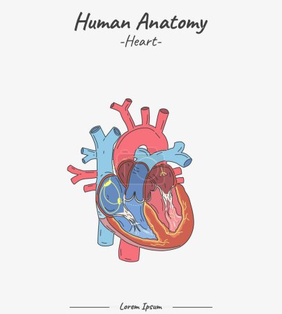 Le c?ur humain. Le c?ur avec le système veineux. Anatomie. Illustration vectorielle plate.