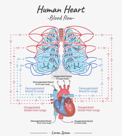 Human Heart - Blood flow vector illustration. Hand drawn illustration of human heart anatomy. Educational diagram showing blood flow with main parts labeled. Vector illustration easy to edit