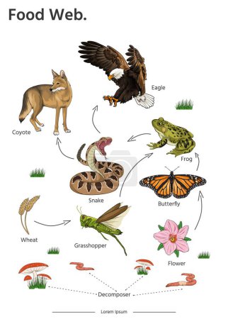 Ilustración de Food Web animal illustration vector. Afiche educativo de biología para redes alimenticias ilustración del diagrama. - Imagen libre de derechos