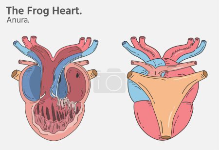 Photo for Anatomy of frog heart illustrations two versions for biology science education - Royalty Free Image