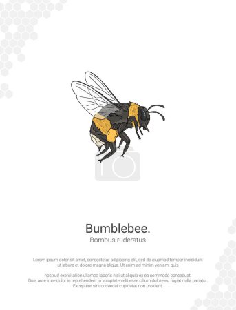 Hummel - Bombus Illustration Wanddekor Ideen. Handgezeichnete Biene isoliert auf weißem Hintergrund