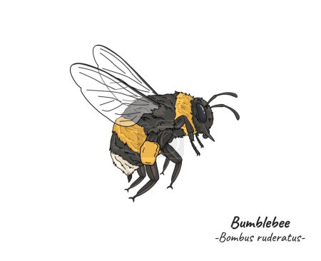 Hummelbomben-Illustration. Insekt Tier isoliert. Handgezeichnete Biene isoliert auf weißem Hintergrund