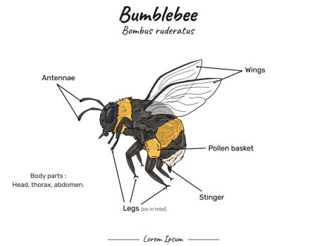 Anatomía del abejorro. Diagrama que muestra partes de un Bumblebee bombus ruderatus para la educación en biología
