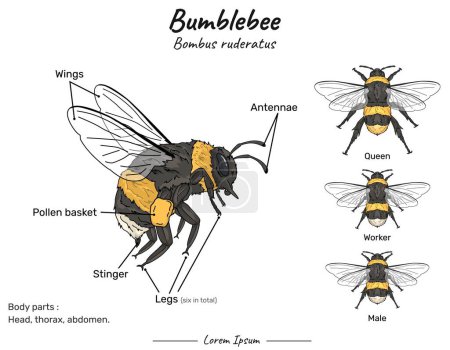 Bumblebee bombus ruderatus anatomy and types of its illustrations. for educational content, teaching, presentation.