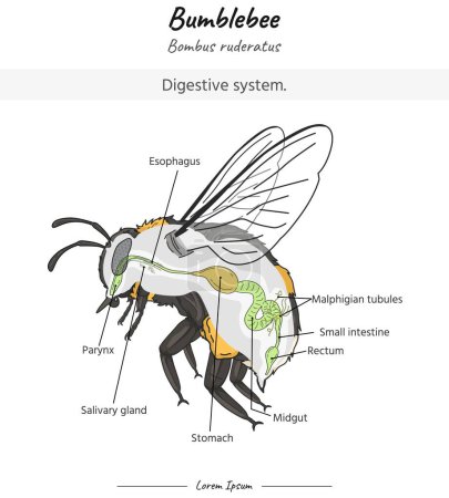 Hummel-Anatomie. Diagramm, das das Verdauungssystem einer Hummel mit Insektenkörper zeigt. für Bildungsinhalte, Unterricht, Präsentation. mit einfachem Design