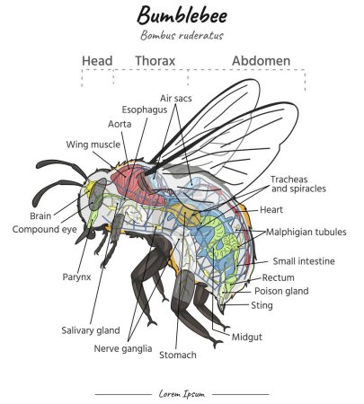 Bumblebee internal anatomy and its body illustration. Diagram showing internal parts of a Bumblebee bombus ruderatus for biology science education