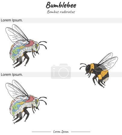 Set Bumblebee bombus ruderatus internal anatomy and its body illustration of two versions. for educational content, teaching, presentation.