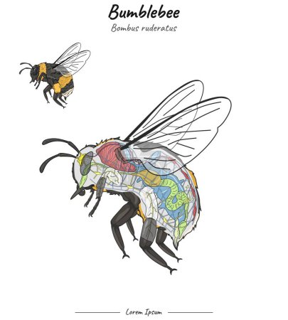 Set Bumblebee bombus ruderatus internal anatomy and its body illustration. for educational content, teaching, presentation.