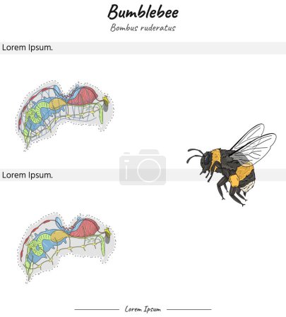 Set Bumblebee bombus ruderatus internal anatomy illustration of two versions. for educational content, teaching, presentation.