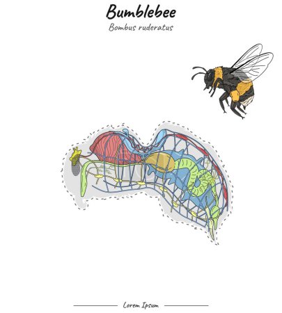 Set Bumblebee bombus ruderatus internal anatomy illustration for educational content, teaching, presentation.