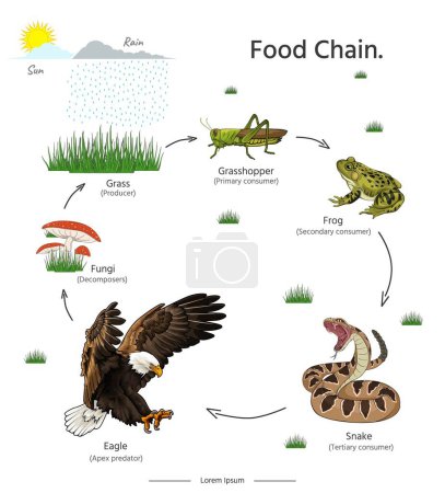 Food Chain Animal example illustrations for educational content, teaching, presentation