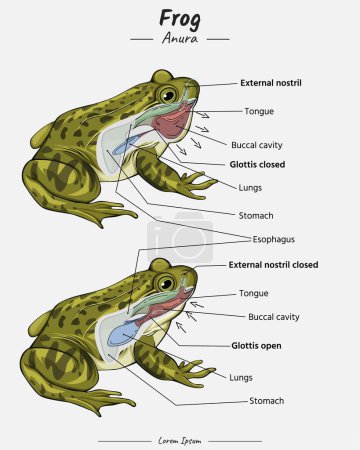 Photo for Explore the intricate beauty of the frog's respiratory system. Explore the intricate beauty of the frog's respiratory system. Frog Anatomy for educational content, teaching, presentation - Royalty Free Image