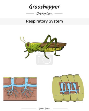 Sauterelle Anatomie et corps Illustration du système respiratoire pour le contenu éducatif, l'enseignement, la présentation
