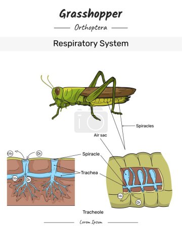 Sauterelle Anatomie et corps Illustration du système respiratoire avec texte pour contenu éducatif, enseignement, présentation