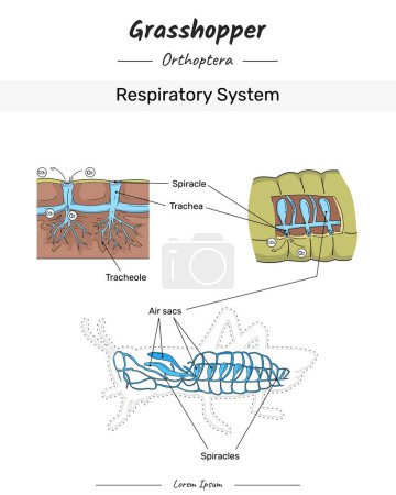 Grasshopper Anatomy Illustration des Atemwegssystems mit Text für Unterrichtsinhalte, Unterricht, Präsentation
