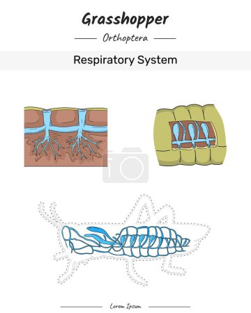 Illustration for Grasshopper Anatomy Respiratory system illustration for educational content, teaching, presentation - Royalty Free Image