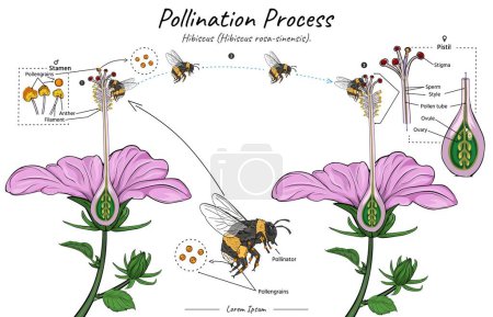 Pollination process of a flower hibiscus flower with bumblebee as pollinator illustration for biology science education