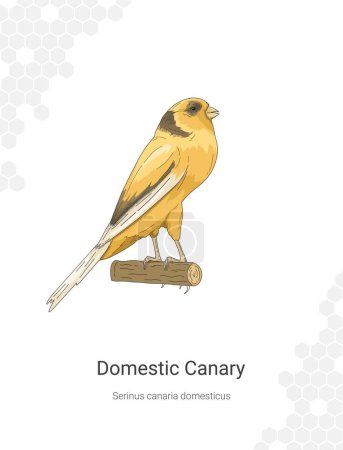 Heimischer Kanarienvogel Serinus canaria domesticus illustriert Wanddekorationsideen. Handgezeichneter Kanarienvogel isoliert auf weißem Hintergrund