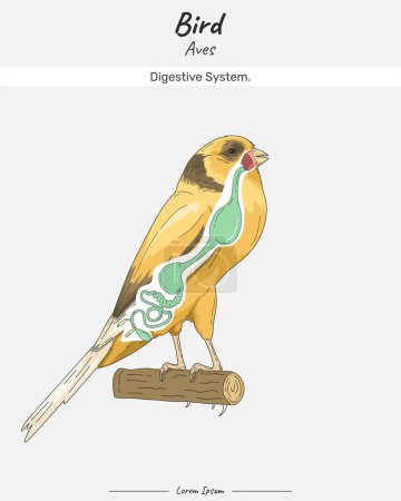 Bird Anatomy Verdauungssystem. Diagramm, das die inneren Teile des Kanarienvogels zeigt. Kanarienvogel Verdauungssystem. für den naturwissenschaftlichen Unterricht in Biologie