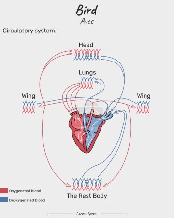Bird Aves Kreislaufsystem Illustration. Diagramm, das den inneren Kreislauf von Aves zeigt. für den naturwissenschaftlichen Unterricht in Biologie