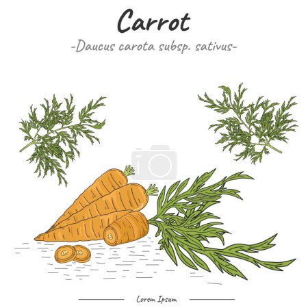Photo for Carrot Package. set Carrot fruit  illustration. vector collection of Carrot. Can be used for topics like biology or education poster. - Royalty Free Image