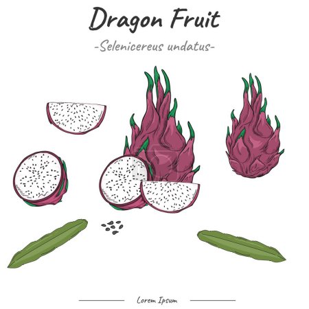 Photo for Dragon fruit Package. set Dragon fruit  illustration. vector collection of Dragon fruit. Can be used for topics like biology or education poster. - Royalty Free Image
